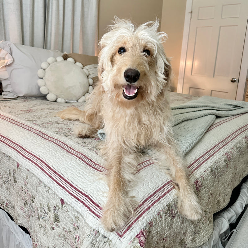 Phoenix goldendoodle Beaumont 