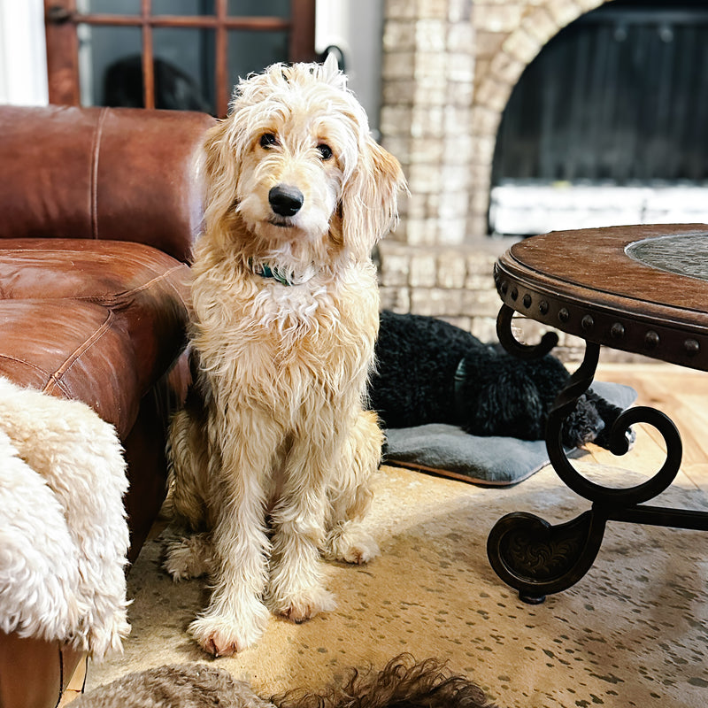 Apricot goldendoodle Beaumont Texas