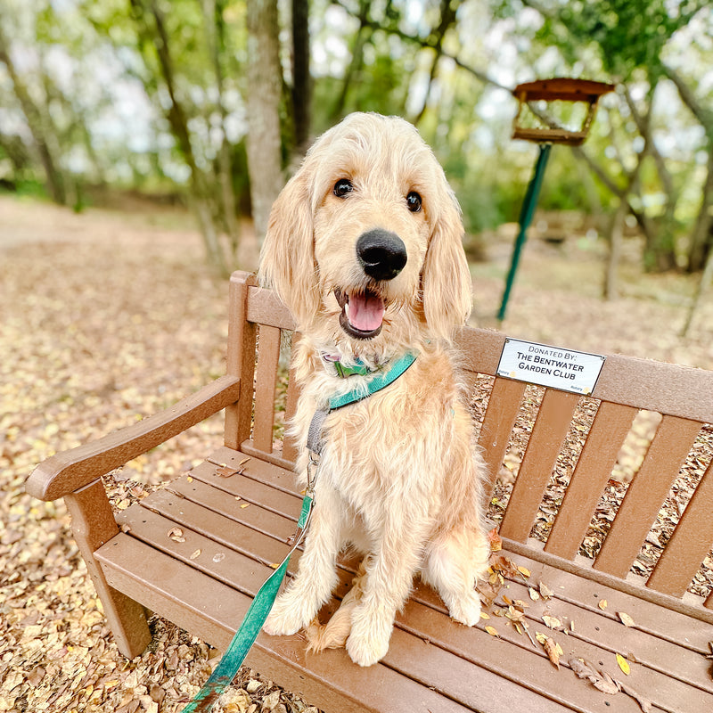 goldendoodle Montgomery Texas