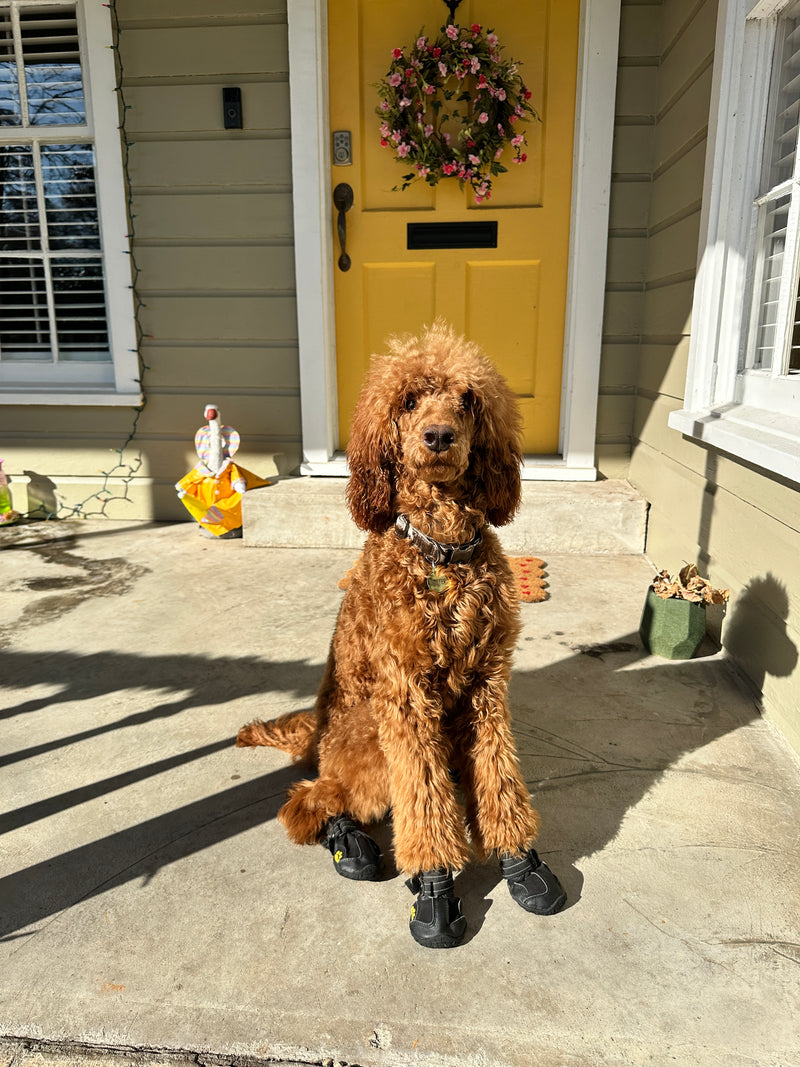 Poodle stud beaumont texas Rooster