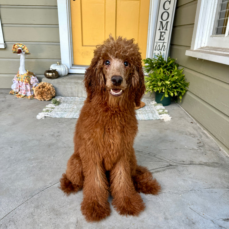 Red Standard Poodle Beaumont Texas