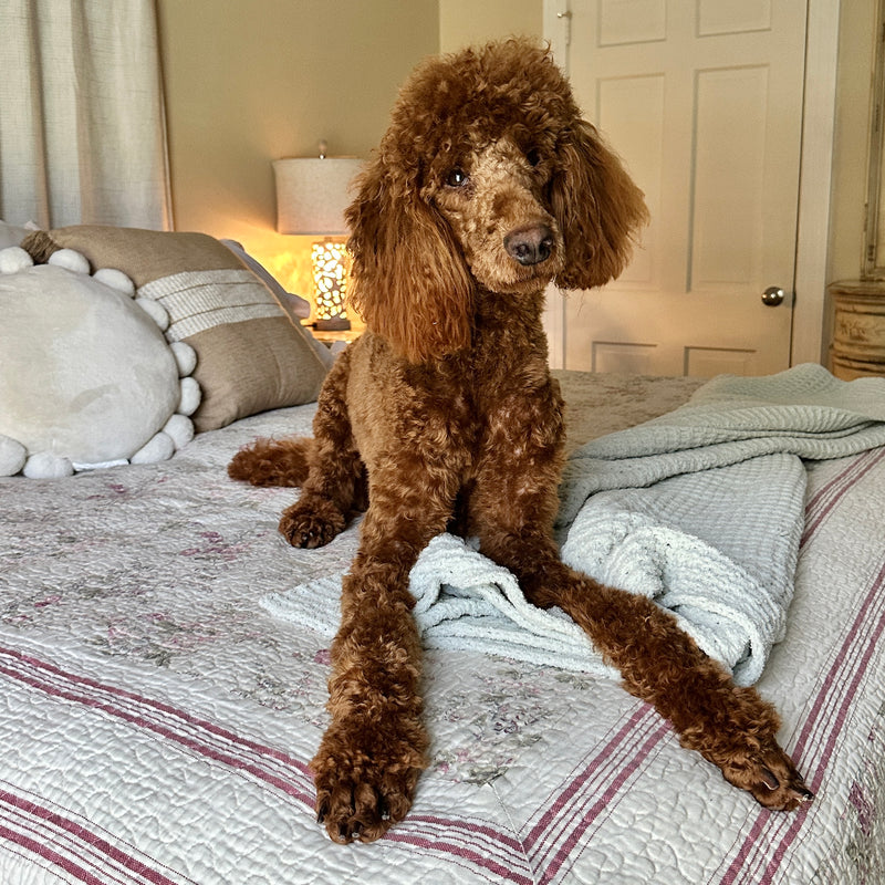 Red poodle Rooster Beaumont