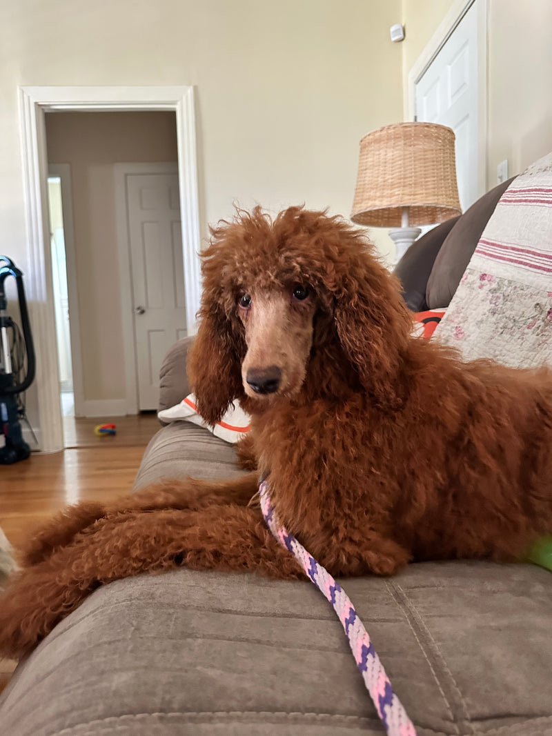 Red Standard Poodle Beaumont Texas