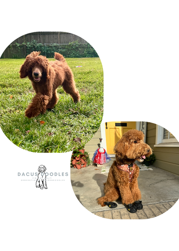 Saffy and Rooster Reservation