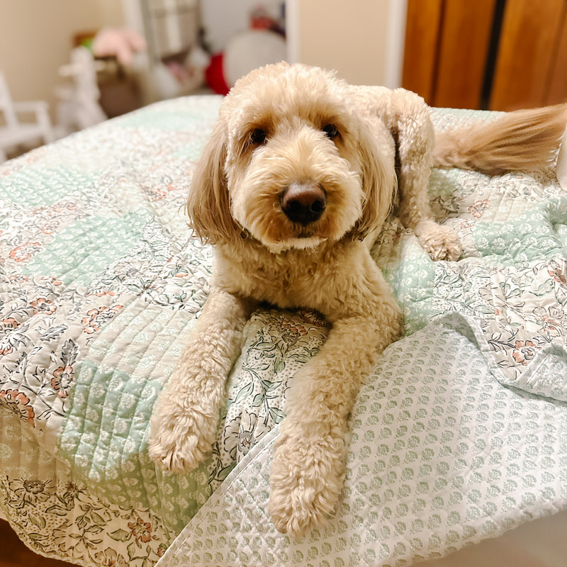 standard Goldendoodle Maverick Montgomery Texas