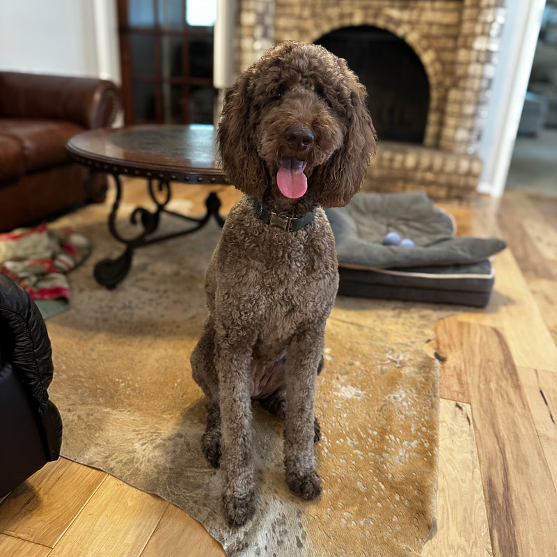 Chocolate goldendoodle Montgomery Texas
