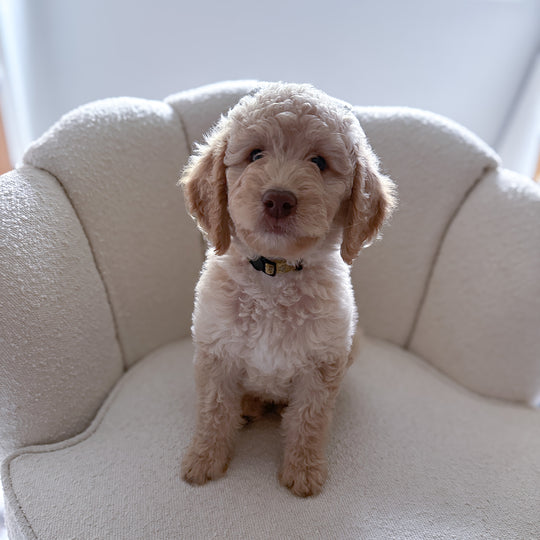 goldendoodle puppy for sale in texas