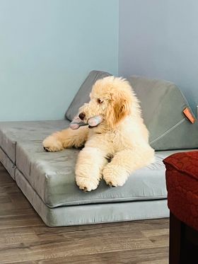 Holly White Goldendoodle Puppy