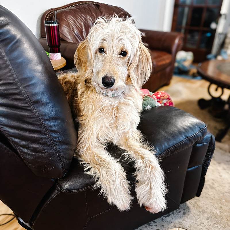 wavy coat goldendoodle Beaumont Texas