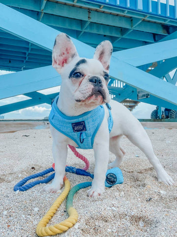 Blumond Adjustable Dog Harness - Dacus Doodles