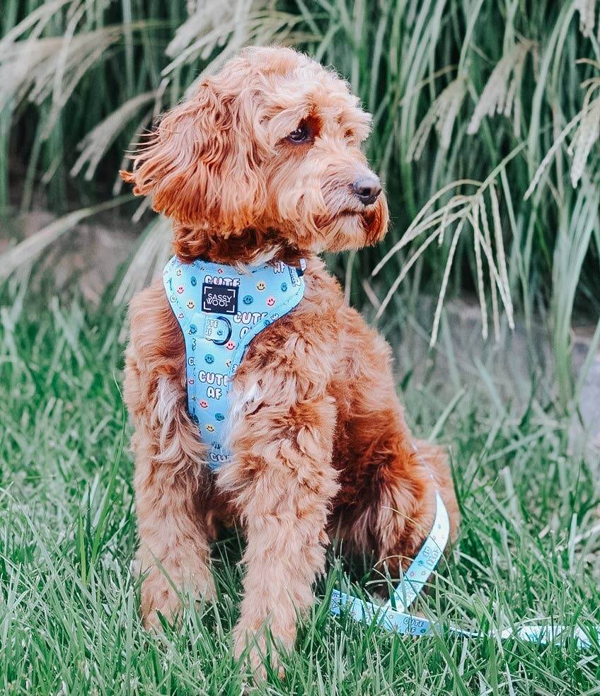 Cute AF Adjustable Dog Harness - Dacus Doodles