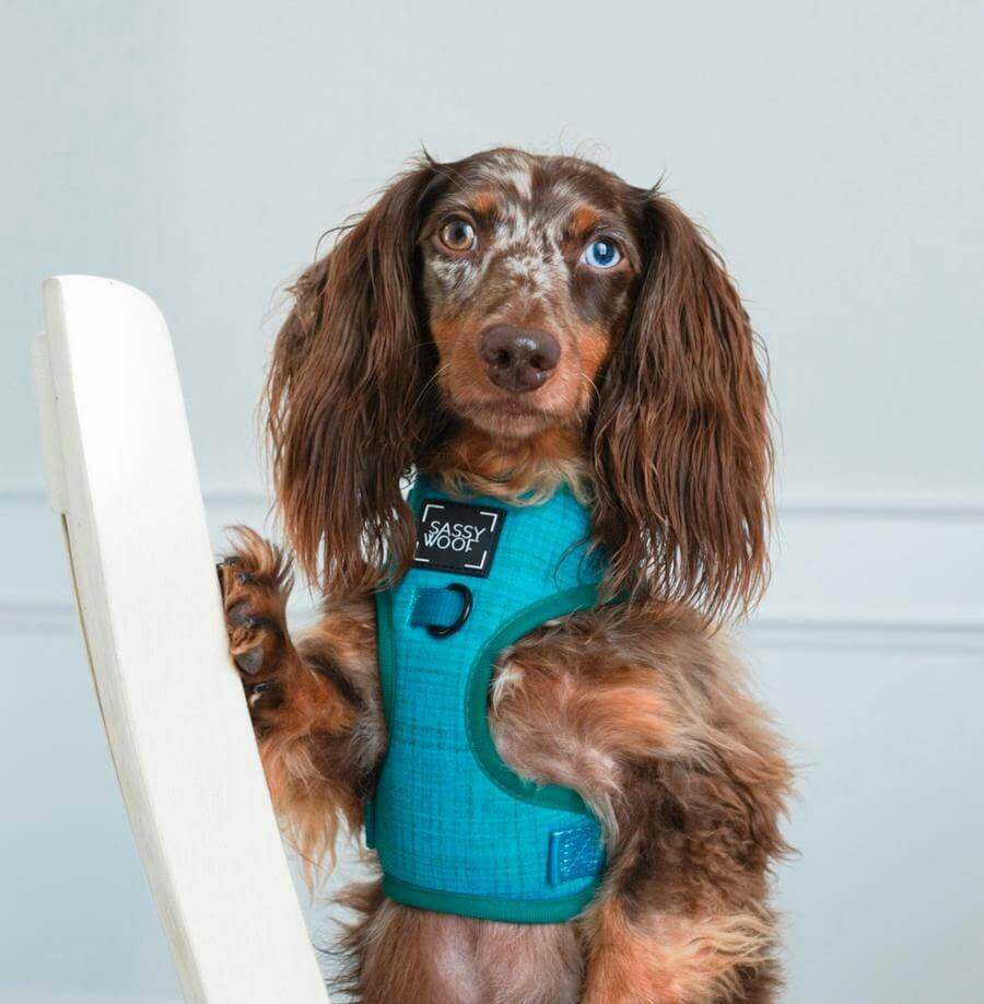 Teal Adjustable Dog Harness