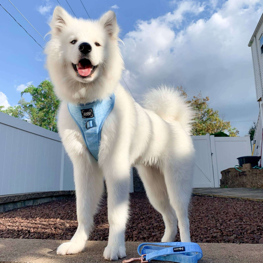 Blumond Adjustable Dog Harness - Dacus Doodles