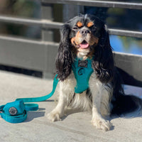 Teal Adjustable Dog Harness