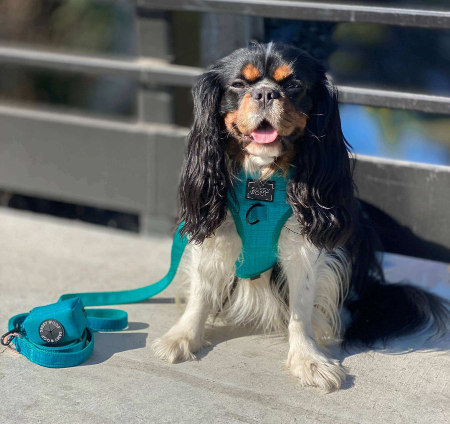 Teal Adjustable Dog Harness