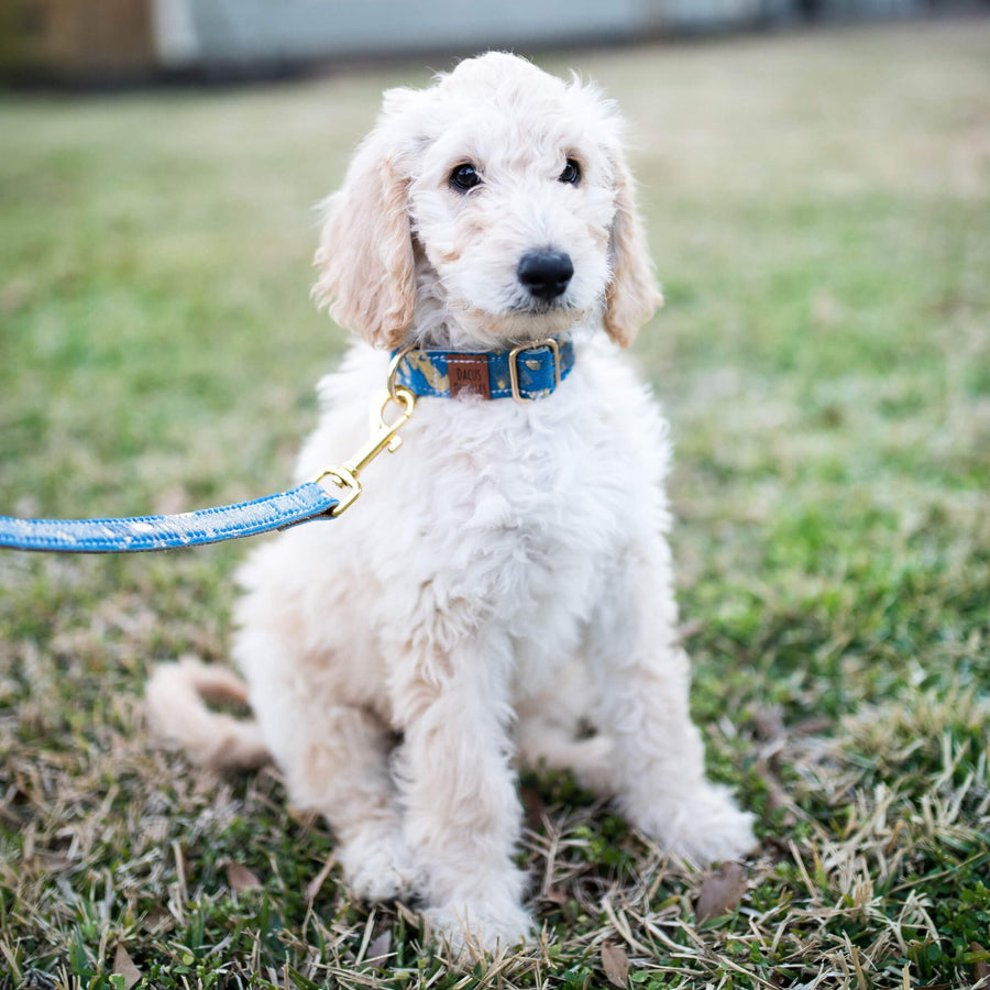 Dog wearing cowhide collar made by  Dacus Doodles