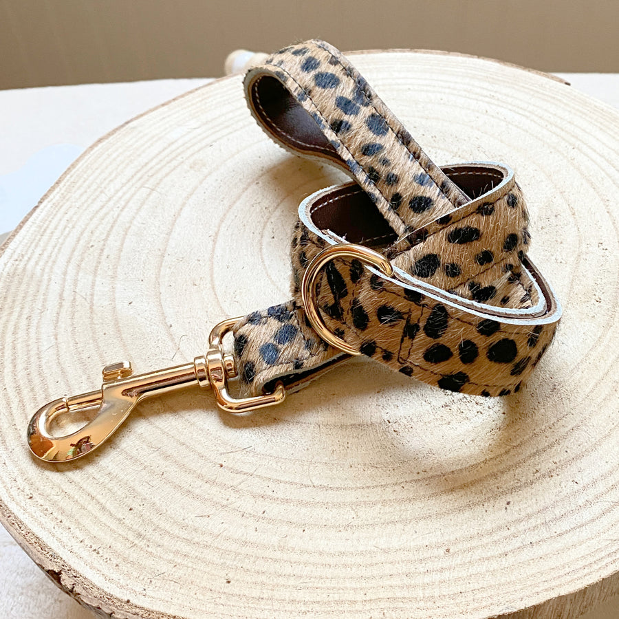 short training leash made by dacus doodles