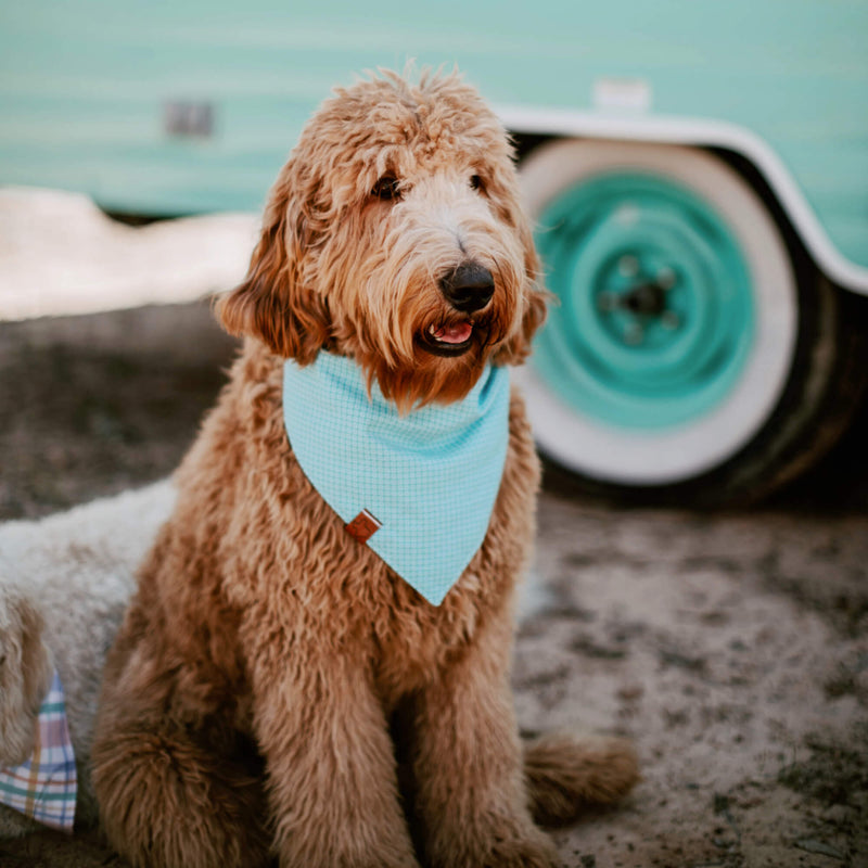 Litter Reservation Fee Ethel and Maverick 2022 - Dacus Doodles